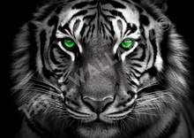 Load image into Gallery viewer, The green focus: A tiger and its penetrating eyes in nature