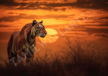 Load image into Gallery viewer, Striped majesty: A tiger's sunset I