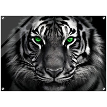 Load image into Gallery viewer, The green focus: A tiger and its penetrating eyes in nature